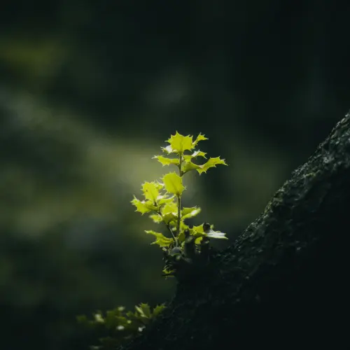 Környezettudatosság